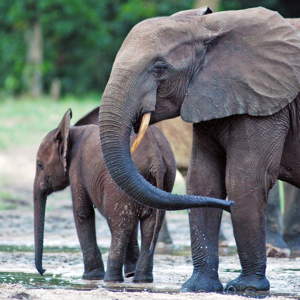 Ivory: Elephant decline revealed by shipwreck cargo