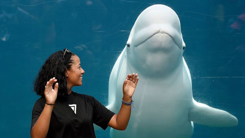Aquarium agrees to delay beluga whale delivery amid lawsuit