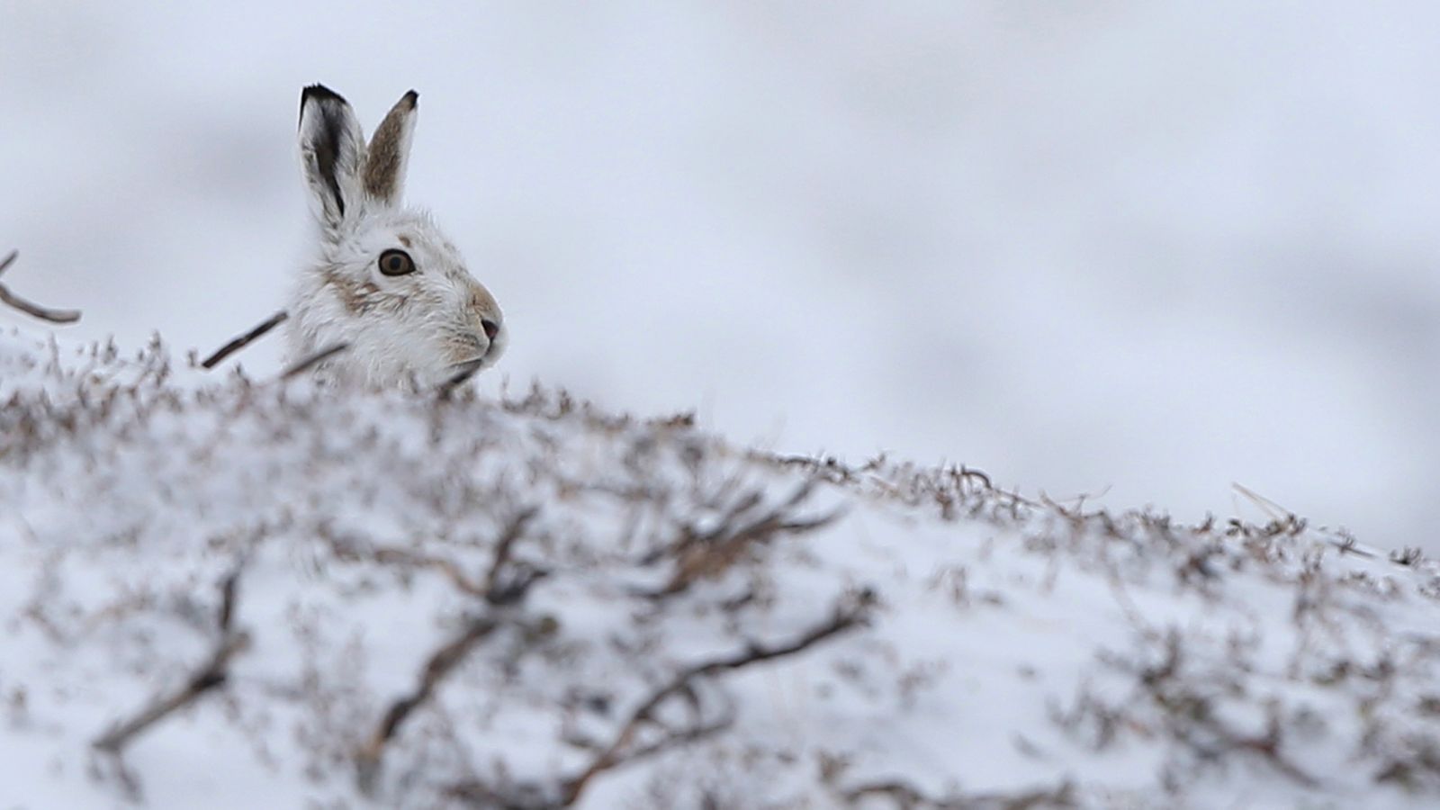 Climate change: Mountain hares ‘losing winter camouflage’ due to more snowless days